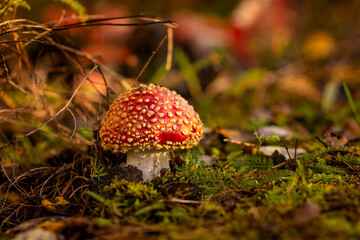 Mushrooms (Amanita muscaria) and forest 