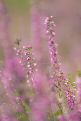 Beautiful heather flowers. Shallow depth of field. Soft focus.