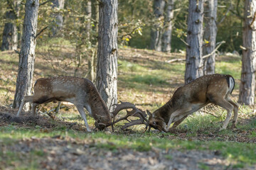 Fallow deer in nature during rutting season