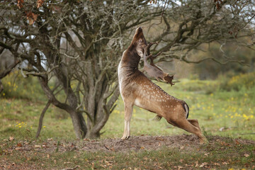 Fallow deer in nature during rutting season