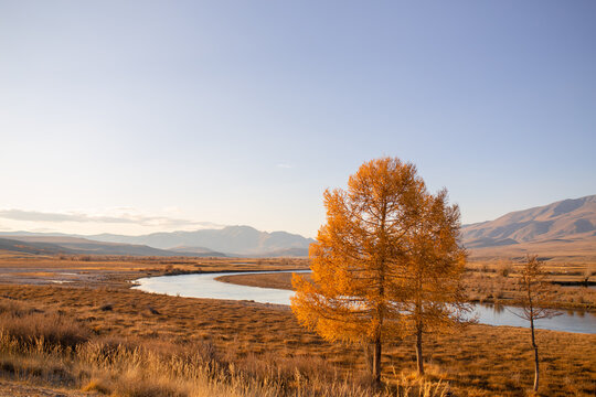 autumn landscape with mountains, river and yellow larch, beautiful wilderness of Russia