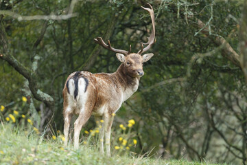 Naklejka na ściany i meble Fallow deer in nature during rutting season