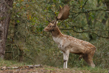 Fallow deer in nature during rutting season