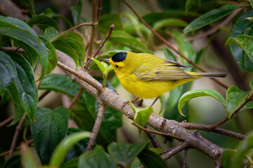 Wilson's warbler (Cardellina pusilla) is a small New World american warbler, greenish above and yellow below, with rounded wings and a long, slim tail, male has a black crown patch