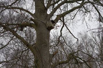 Old birdhouse on the tree in the park