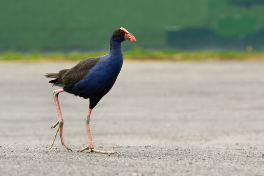 Pukeko (Porphyrio porphyrio melanotus) standing on a meadow near the lake and holding the haulm of grass in it's thorn