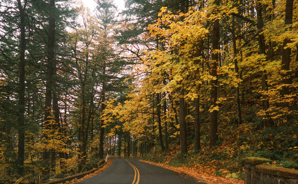 beautiful fall tree lined street in autumn