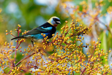 Golden-hooded Tanager - Tangara larvata medium-sized passerine bird. This tanager is a resident breeder from southern Mexico south to western Ecuador, black and blue and orange colorful plumage