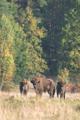 Fototapeta premium The wild European bison in the protected area Belovieza forest. The herd of bison on the meadow. Autumn in the wild Poland nature. The curious herd of European bison. 