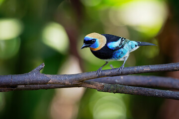 Golden-hooded Tanager - Tangara larvata medium-sized passerine bird. This tanager is a resident breeder from southern Mexico south to western Ecuador, black and blue and orange colorful plumage