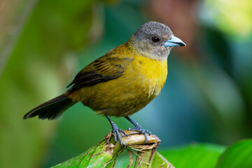 Cherrie's Tanager - Ramphocelus costaricensis is a medium-sized passerine bird. This tanager is a resident breeder in the Pacific lowlands of Costa Rica and western Panama