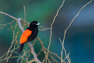 Scarlet-rumped Tanager - Ramphocelus passerinii medium-sized passerine bird. This tanager is a resident breeder in the Caribbean lowlands from southern Mexico to western Panama