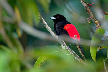 Scarlet-rumped Tanager - Ramphocelus passerinii medium-sized passerine bird. This tanager is a resident breeder in the Caribbean lowlands from southern Mexico to western Panama