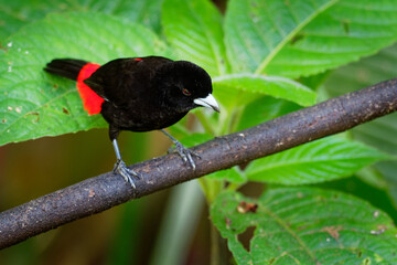 Scarlet-rumped Tanager - Ramphocelus passerinii medium-sized passerine bird. This tanager is a resident breeder in the Caribbean lowlands from southern Mexico to western Panama