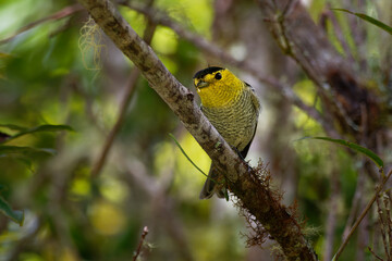 Barred Becard - Pachyramphus versicolor  small passerine black and yellow and white bird, resident...