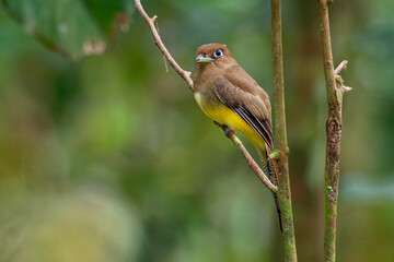 Trogon rufus - Black-throated Trogon, also yellow-bellied trogon, near passerine bird in the trogon family, Trogonidae, breeds in lowlands from Honduras south to western Ecuadornorthern Argentina