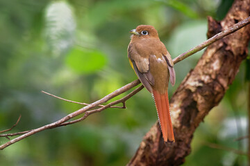 Trogon rufus - Black-throated Trogon, also yellow-bellied trogon, near passerine bird in the trogon family, Trogonidae, breeds in lowlands from Honduras south to western Ecuadornorthern Argentina