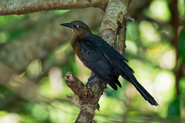 Great-tailed grackle - Quiscalus mexicanus or Mexican grackle is a medium-sized, highly social dark passerine bird native to North and South America. A member of the family Icteridae, black or brown.
