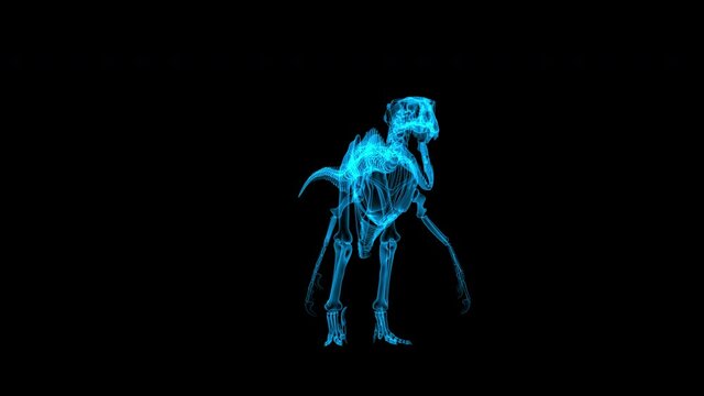 3d dinosaur skeleton hologram rotating in a seamless loop on an alpha channel background.