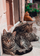 Stray cats in Sardinia