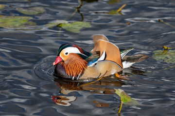雄の鴛鴦が湖で泳ぐ様子　　バンクーバー　ブリティッシュコロンビア　カナダ
