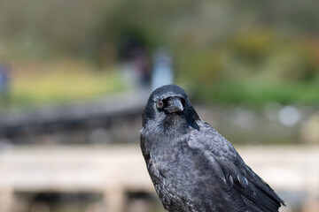 アメリカガラスのクロ－ズアップ　　バンクーバー　ブリティッシュコロンビア　カナダ
