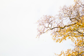 Tree branch template on a white background for your creativity
