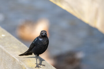 A brewer's blackbird resting on the boardwalk.   Vancouver BC Canada

