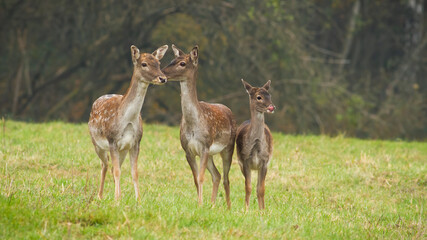 Naklejka na ściany i meble Three fallow deer, dama dama, standing on meadow in autumn nature. Group of hinds looking on grassland in fall. Bunch of young spotted animals watching on green field.