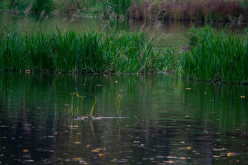 Landscape with a view of a dark lake with reeds and grass growing in it