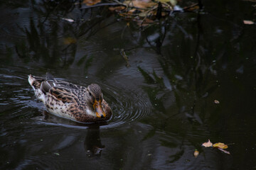 Brown duck swimming in dark water