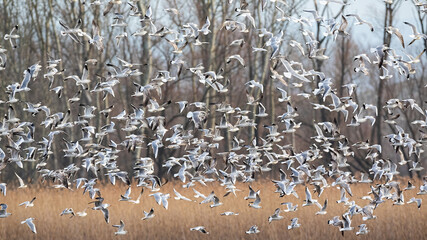 Flock of black-headed gull, chroicocephalus ridibundus, in the air in autumn nature. Group of white birds in flight in winter forest. Many aquatic feathered animals taking off the dry field.