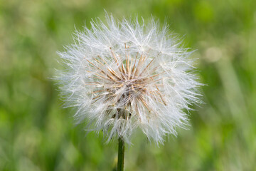 Dandelion in green field background. Dandelion flower