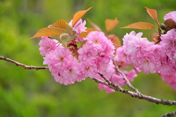 八重桜