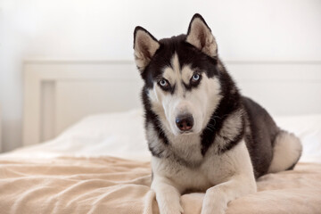 Sad husky dog lies on the bed. Paws hanging from the bed