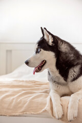Husky dog lies on the bed and paws hanging from the bed