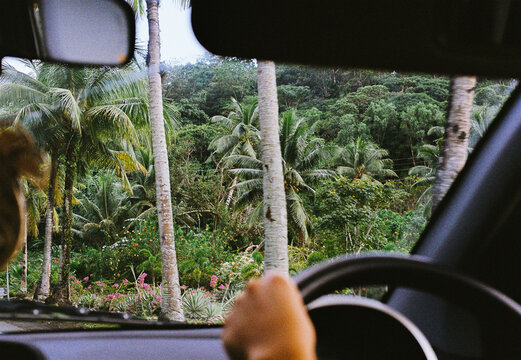 Tropical drive