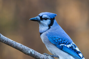 Blue Jay, Cyanocitta cristata, closeup looking left with golden fall foliage background copy space