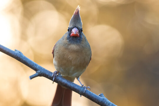 Northern Cardinal, Cardinalis cardinalis, female closeup perched facing front on golden fall foliage background copy space