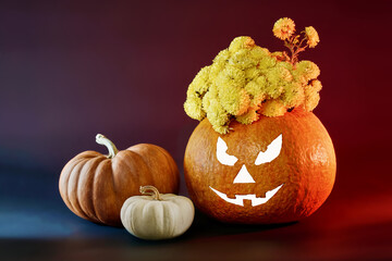 Still life for halloween jack o'lantern with yellow chrysanthemum three pumpkins  red and blue colors background