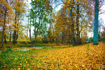 autumn forest in the park