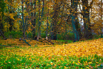 yellow leaves in the forest