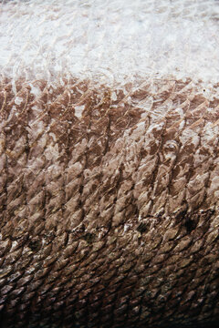 Fish scales