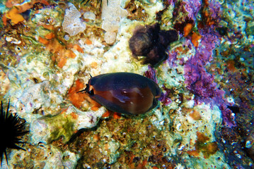 Naklejka na ściany i meble Mediterranean Sea Snail shell mollusk - Luria lurida