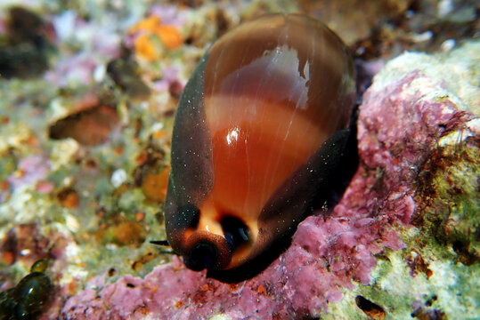 Mediterranean Sea Snail shell mollusk - Luria lurida