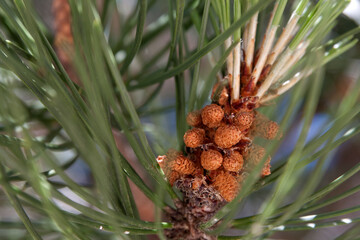 Plantas y flores de colores