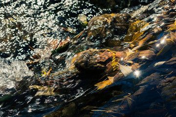 Crystal clear water stream (Rio Fardes) between trees in a forest with fallen autumn leaves
