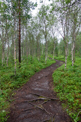 Fototapeta na wymiar Path. Norway