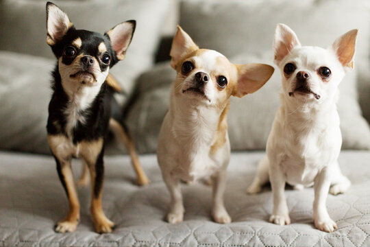 Three little chihuahuas are on a sofa