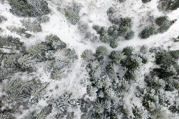 Bird eye view over a pine forest covered with snow, Romania